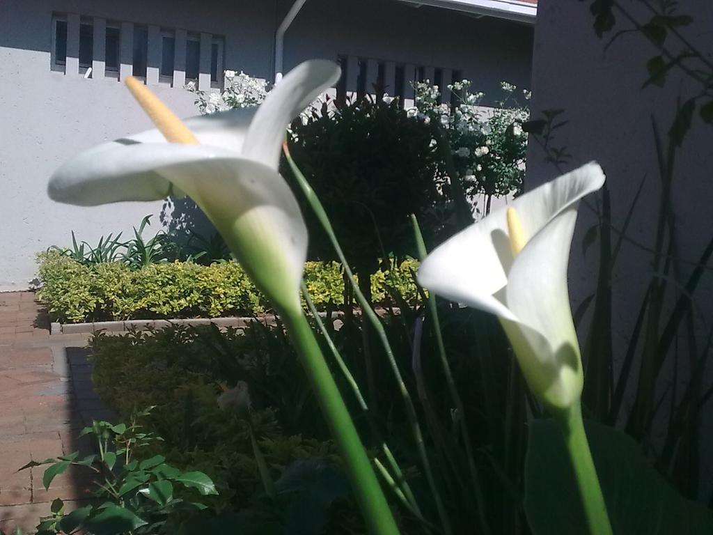 Rosebank Lodge Guesthouse By Claires Johannesburg Ngoại thất bức ảnh
