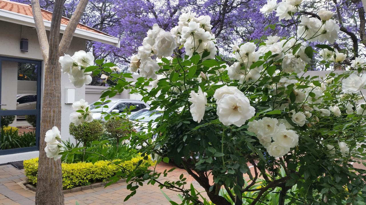 Rosebank Lodge Guesthouse By Claires Johannesburg Ngoại thất bức ảnh